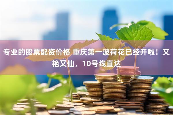 专业的股票配资价格 重庆第一波荷花已经开啦！又艳又仙，10号线直达
